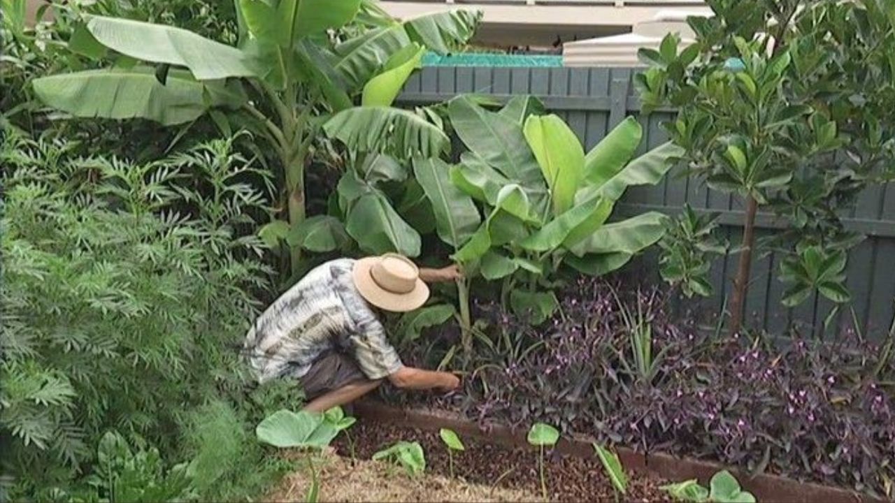 वास्तूशास्त्रानुसार, केळीचे झाड उत्तर दिशेला लावणे सर्वात शुभ मानले जाते. ही दिशा देवतांची मानली जाते, ज्यामुळे घरात सुख आणि समृद्धी येते. या झाडाजवळ नेहमी स्वच्छता ठेवा. त्याच्या जवळ घाण किंवा कचरा साचू देऊ नका.