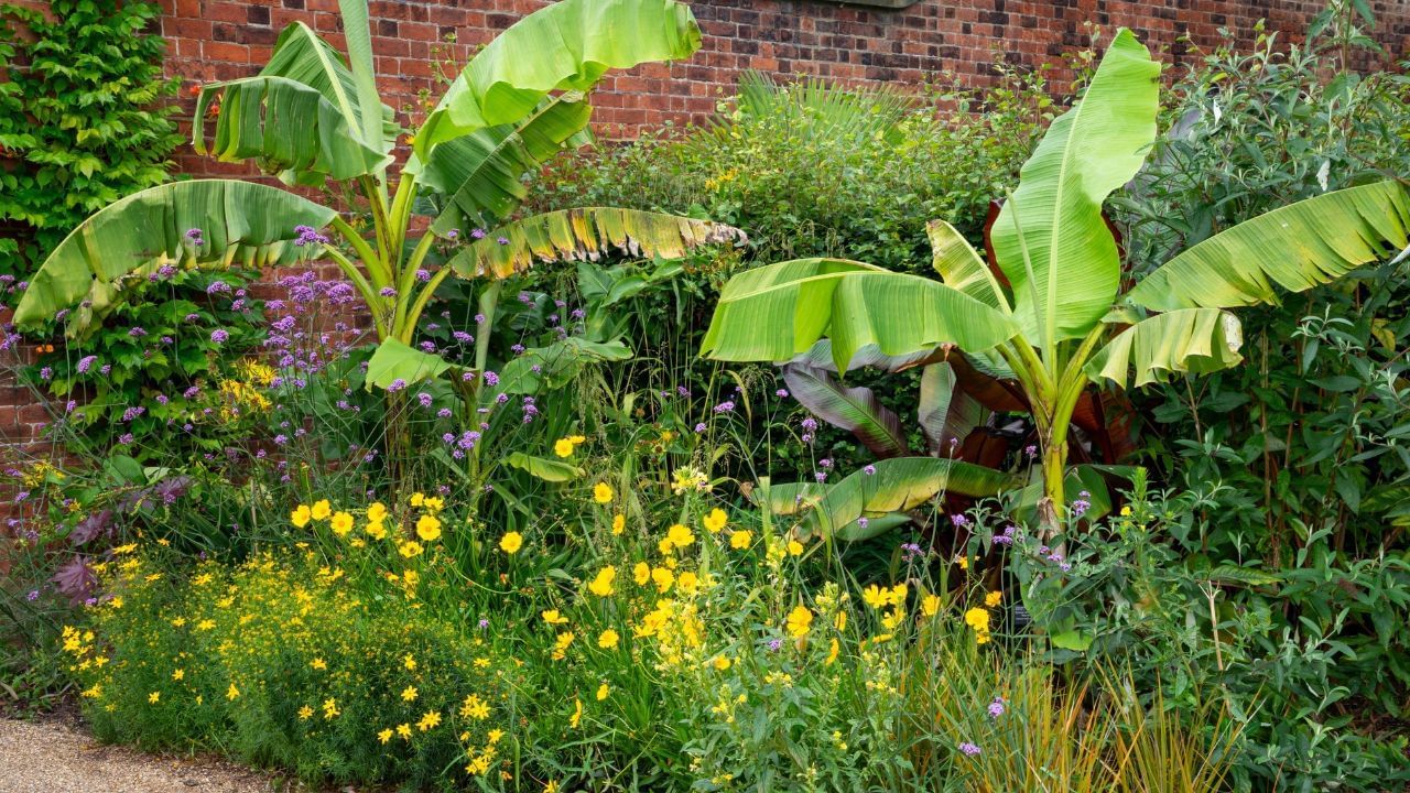 हिंदू धर्मात केळीच्या झाडाला एक विशेष स्थान आहे. कोणत्याही शुभ कार्यामध्ये मंडप किंवा प्रवेशद्वार सजवण्यासाठी केळीच्या पानांचा वापर केला जातो. या झाडात साक्षात भगवान विष्णू आणि माता लक्ष्मी निवास करतात, अशी लोकांची श्रद्धा आहे.
