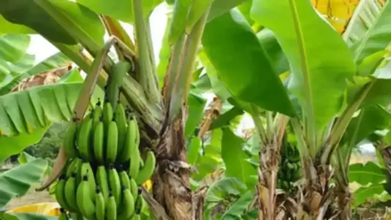 घरात केळीचे झाड लावल्यास केवळ धार्मिकच नाही, तर अनेक वास्तुशास्त्रीय फायदेही मिळतात.  तुमच्या घरात केळीचे झाड असेल तर ते लावल्याने काय होते, ते जाणून घेऊया.