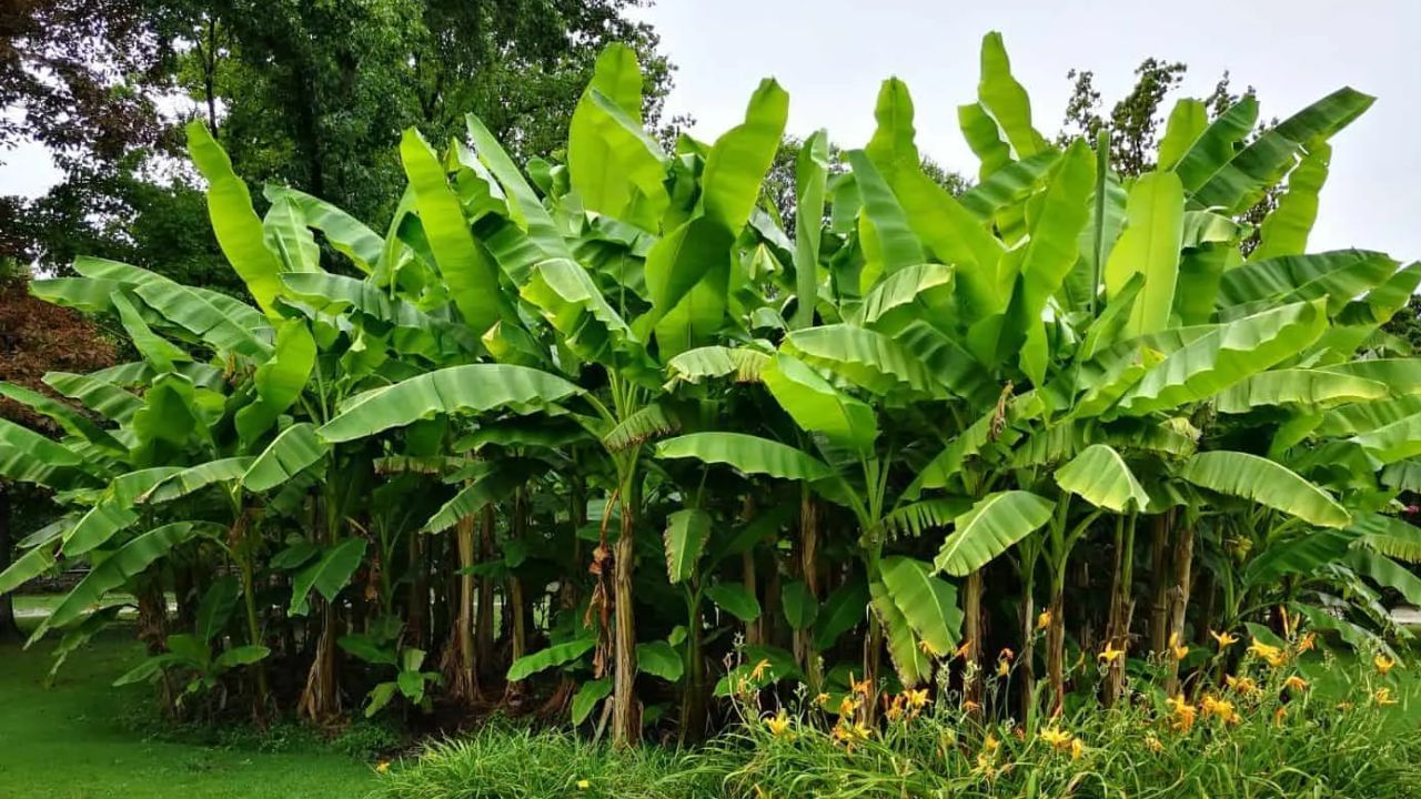 घरात आर्थिक स्थिरता आणण्यासाठी केळीच्या झाडाचा मोठा उपयोग होतो. केळीचे झाड गुरु ग्रहाशी संबंधित आहे. हे झाड घरात लावल्याने गुरु ग्रह मजबूत होतो. यामुळे वैवाहिक जीवनात येणाऱ्या अडचणी दूर होतात. ज्यामुळे नात्यात गोडवा आणि आनंद वाढतो.