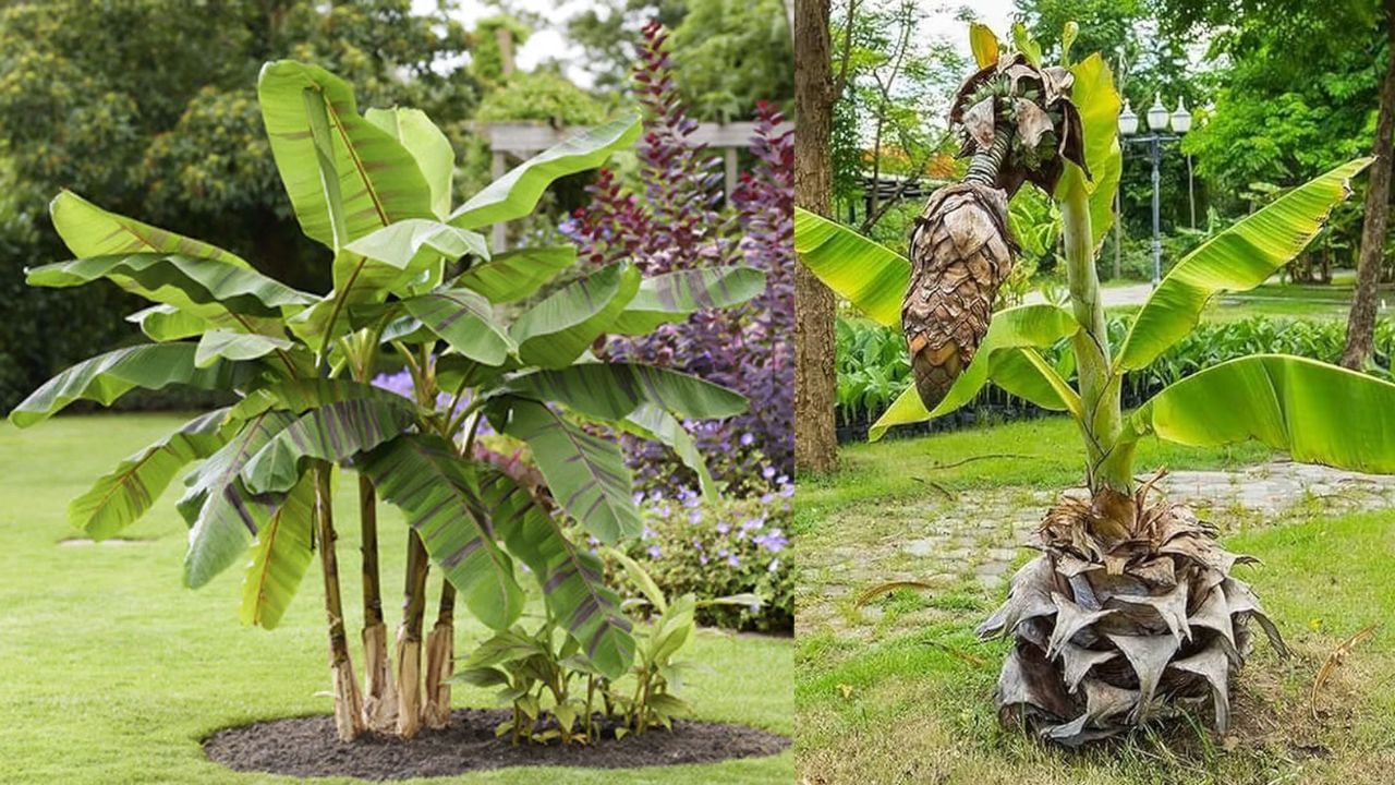 हिंदू धर्मात केळीच्या झाडाला अत्यंत पवित्र आणि शुभ मानले जाते. तुळशीच्या झाडानंतर, या झाडाला विशेष महत्त्व दिले जाते. धार्मिक कार्यांमध्ये आणि शुभ प्रसंगी केळीच्या पानांचा वापर केला जातो, ज्यामुळे घरात सकारात्मकता येते.