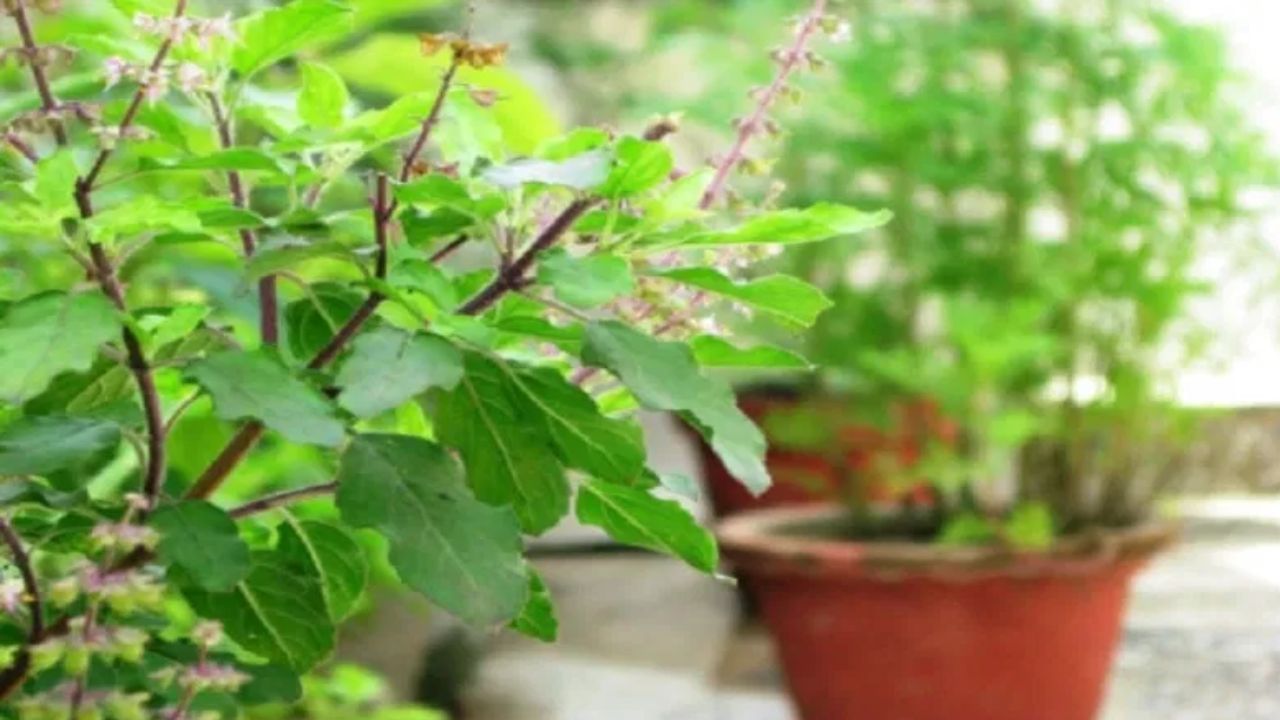तुमच्याही घरात तुळस आहे? मग हे दोन नियम पाळाच, अन्यथा येईल पश्चतापाची वेळ