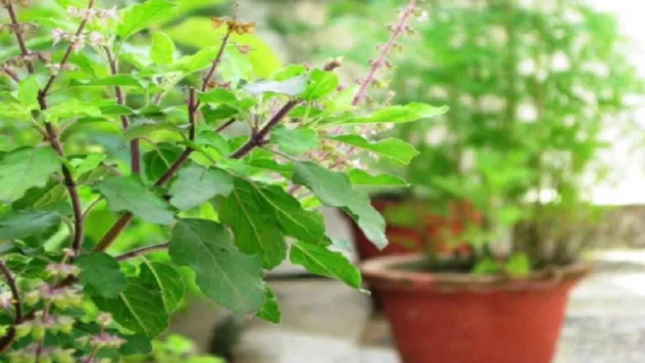 Vastu Shastra : तुम्ही सुद्धा या वस्तू तुळशीजवळ ठेवतात? आजच व्हा सावध, घरावर येतात आर्थिक संकटं