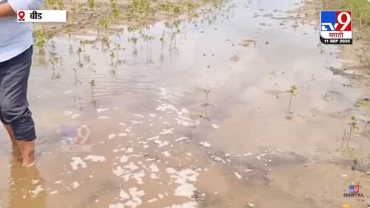 सोयाबीन पिकामध्ये पाणी शिरल्याने शेतकऱ्यांचं मोठं नुकसान सोयाबीन पिकामध्ये पाणी शिरल्याने शेतकऱ्यांचं मोठं नुकसान