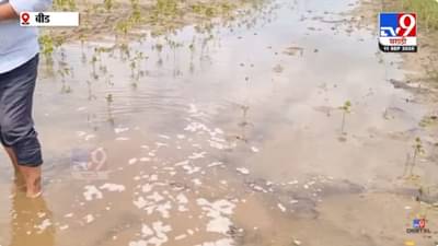 सोयाबीन पिकामध्ये पाणी शिरल्याने शेतकऱ्यांचं मोठं नुकसान