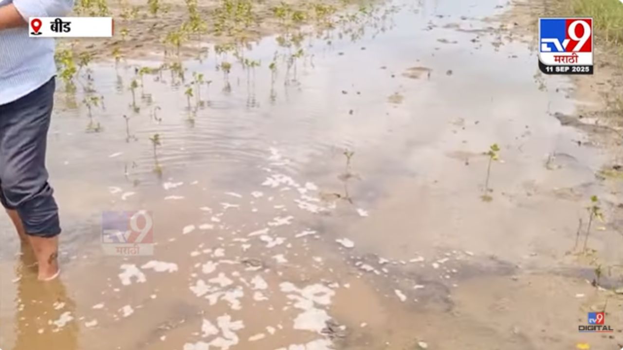 सोयाबीन पिकामध्ये पाणी शिरल्याने शेतकऱ्यांचं मोठं नुकसान