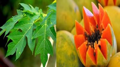 चमकदार त्वचेसाठी या फळाची पाने ठरतील फायदेशीर.... पिंपल्समुक्त व्हाल!