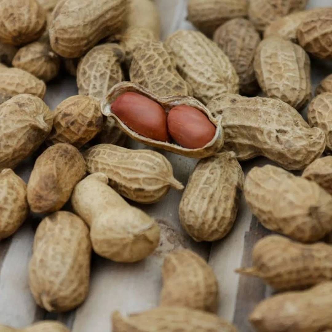  अनेकदा लोक टेस्ट चांगली लागते म्हणून जास्त भुईमुगाच्या शेंगा खातात. पण यामुळे सुद्धा नुकसान होऊ शकतं. म्हणून मर्यादीत प्रमाणात आणि योग्य पद्धतीने डाएटमध्ये त्याचा समावेश केला पाहिजे. जाणून घ्या, एक्सपर्टकडून भुईमुगाच्या शेंगा खाण्याची योग्य पद्धत काय?