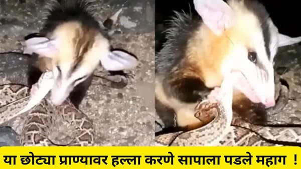 सापाला या छोट्या प्राण्याने कच्चे चावून खाल्ले, व्हायरल व्हिडिओ पाहून लोक हादरले