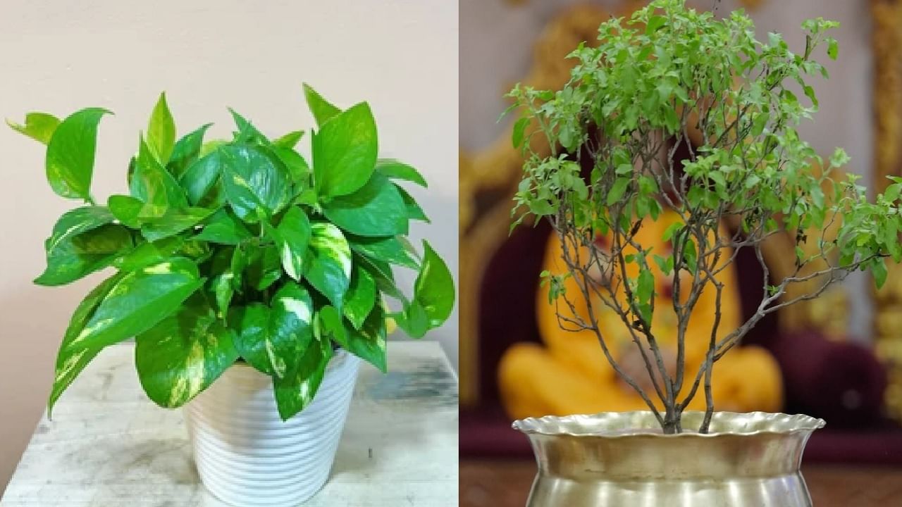 तुळशीजवळ मनी प्लांट ठेवावे की नाही? फायदा होतो की नुकसान? तुळशीजवळ मनी प्लांट ठेवावे की नाही? फायदा होतो की नुकसान?