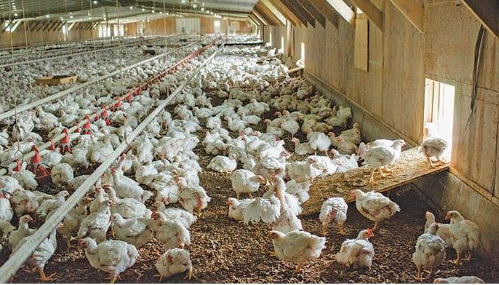 पोल्ट्री फार्मच्या ४०० हून अधिक कोंबड्यांना बांबूंनी मारहाण करुन ठार केले, दोघांना अटक