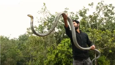 Viral Video: संतप्त किंग कोब्राचा माणसावर हल्ला, व्हिडीओ पाहून थरकाप उडेल!