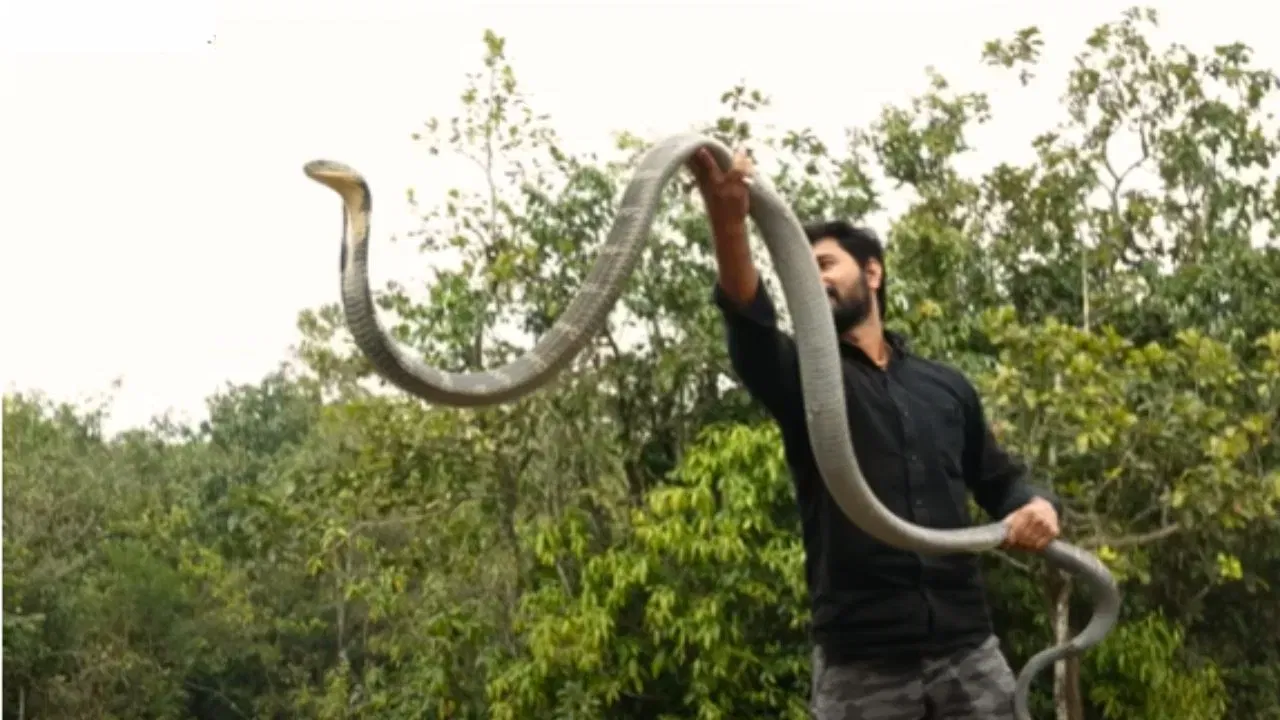 Viral Video: संतप्त किंग कोब्राचा माणसावर हल्ला, व्हिडीओ पाहून थरकाप उडेल! Viral Video: संतप्त किंग कोब्राचा माणसावर हल्ला, व्हिडीओ पाहून थरकाप उडेल!