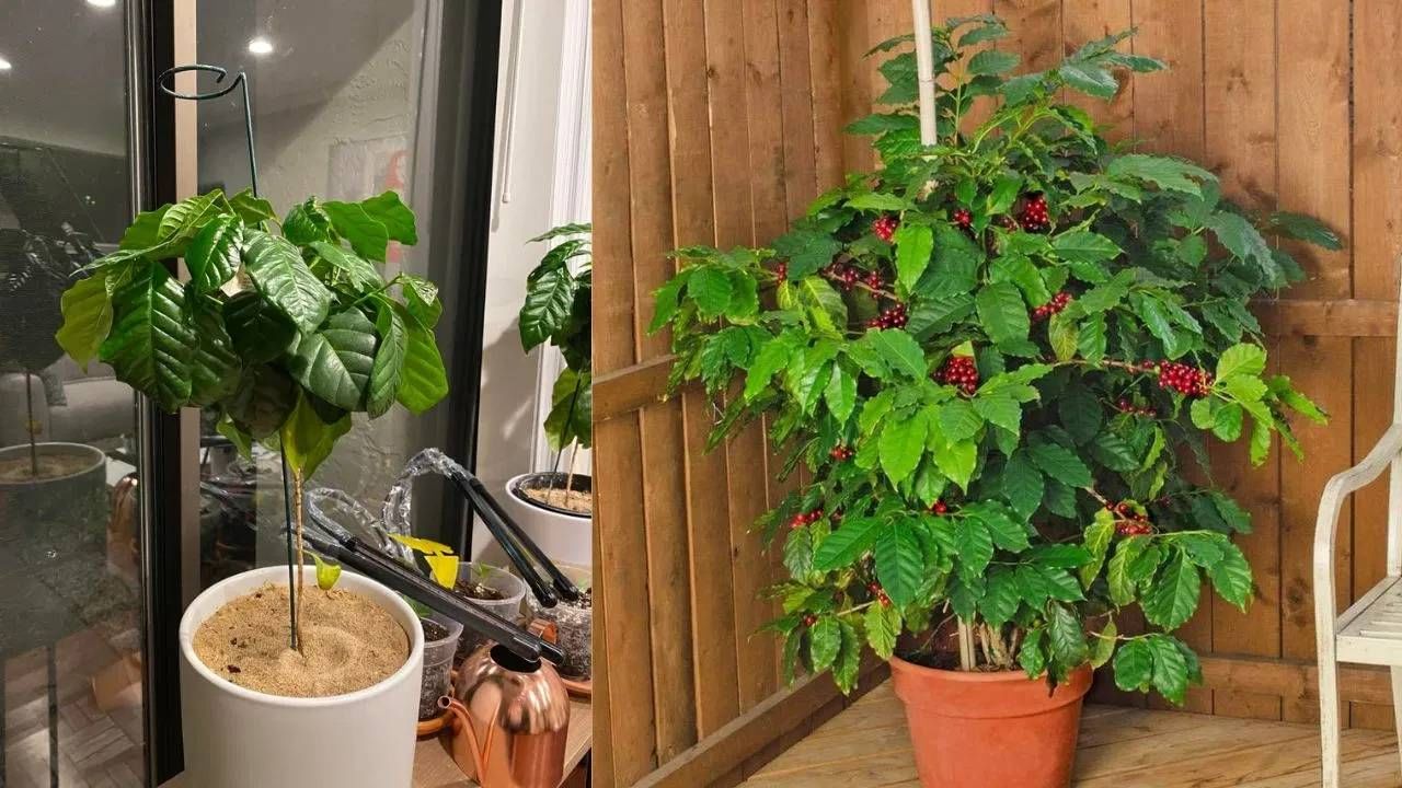 आपण कॉफीपासून विविध पदार्थ बनवतो. तसेच, बरेच लोक ब्लॅक कॉफी पितात. तुम्हीदेखी घरी सहजपणे कॉफीचे रोप लावू शकता, फ्रेश कॉफीचा आस्वाद घेता येईल. .