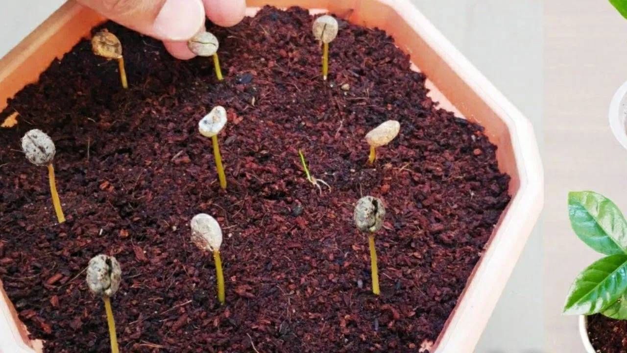 कॉफीचे रोप लावण्यासाठी, प्रथम एक कुंडी घ्या. त्यात चांगल्या प्रतीची माती टाका. मातीचा चांगला निचरा होईल याची खात्री करून घ्या आणि त्यात खत किंवा सेंद्रिय खत घाला.