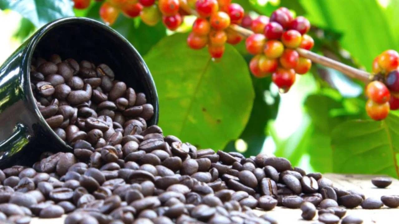 रोपाला नियमितपणे पाणी द्या आणि सूर्यप्रकाश मिळेल अशा ठिकाणी ठेवा. जर तुम्ही रोप बियाण्यांपासून वाढवत असाल तर 2-3 महिन्यांत अंकुर वाढतील.