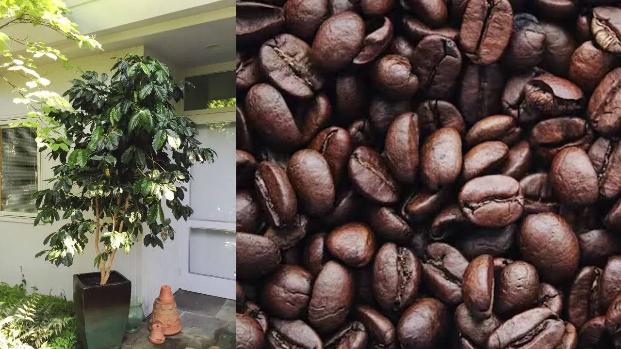 कॉफीची झाडे सुमारे 2-3 वर्षांनी फळं देतात. ( डिस्क्लेमर : या आर्टिकलमध्ये देण्यात आलेली माहिती व उपाय हे उपलब्ध स्रोतावरून देण्यात आलेले आहेत. याच्या तथ्यांबद्दल आम्ही कुठलाही दावा करीत नाही. आमचा याला दुजोरा नाही. ते अवलंबण्यापूर्वी तज्ज्ञांचा सल्ला जरूर घ्यावा.)