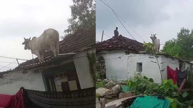 कुत्र्यांच्या भीतीने थेट घराच्या छतावर चढली गाय; घटनेचा व्हिडीओ व्हायरल