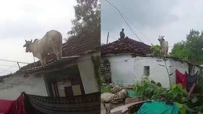कुत्र्यांच्या भीतीने थेट घराच्या छतावर चढली गाय; घटनेचा व्हिडीओ व्हायरल