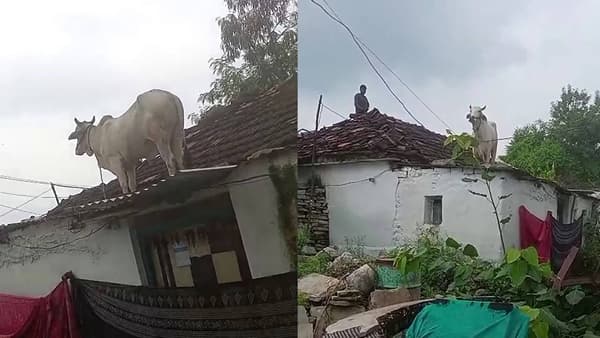 कुत्र्यांच्या भीतीने थेट घराच्या छतावर चढली गाय; घटनेचा व्हिडीओ व्हायरल
