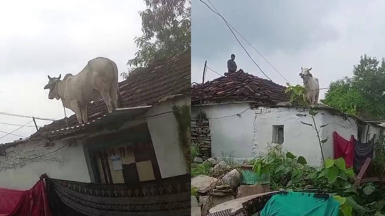 कुत्र्यांच्या भीतीने थेट घराच्या छतावर चढली गाय; घटनेचा व्हिडीओ व्हायरल कुत्र्यांच्या भीतीने थेट घराच्या छतावर चढली गाय; घटनेचा व्हिडीओ व्हायरल