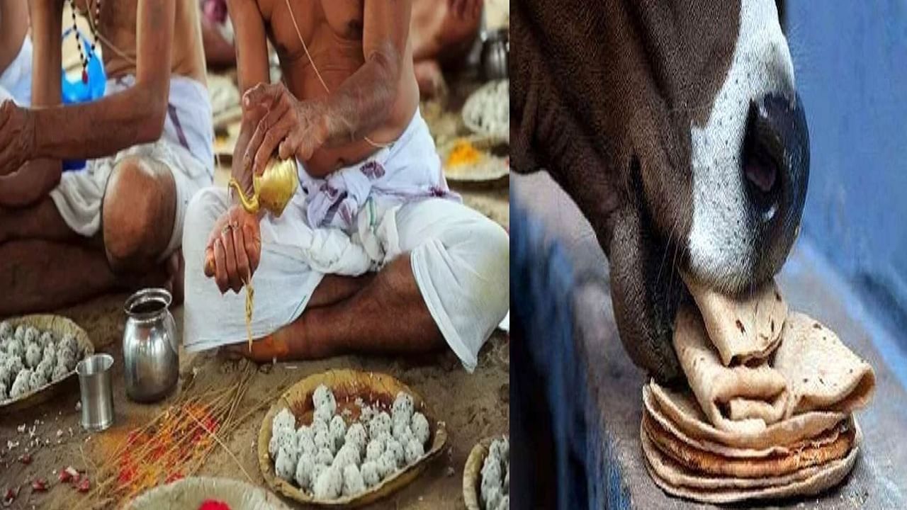पितृपक्षामध्ये गोदान केल्यामुळे नेमकं काय फायदे होतात? जाणून घ्या....