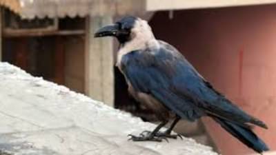 crow life : कावळा किती वर्ष जगू शकतो? वाचून बसेल धक्का