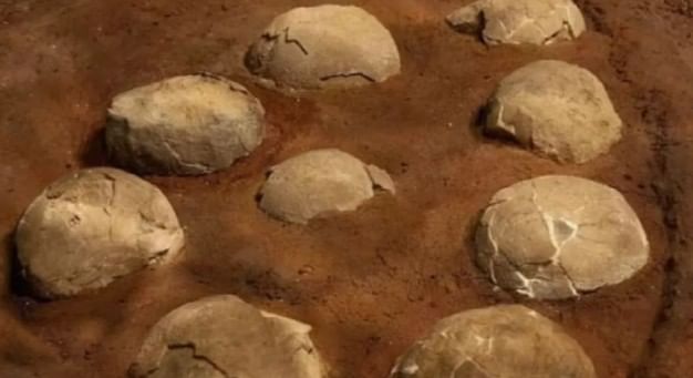 याच अभ्यासातून डायनासोअरच्या या अंड्यांचे वय 8.5 कोटी असल्याचे समोर आले आहे. हे अंडे क्रेटेशिअस काळातील आहेत, असे चीनच्या संशोधकांचे मत आहे. दरम्यान, आता या नव्या शोधानंतर डायनासोअरचे अस्तित्व, पृथ्वीवरील जीवसृष्टी तसेच इतर महत्त्वाच्या बाबींवर सोशधन करण्यास फार मदत होणार आहे. त्यामुळेच चीनच्या संशोधकांच्या या शोधाने जगाचे लक्ष वेधले आहे.     