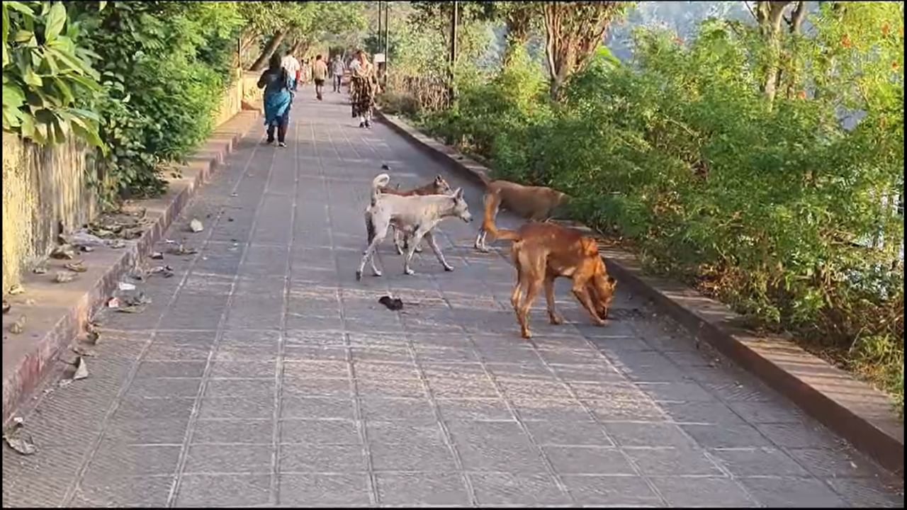 या संदर्भात महापालिकेच्या मुख्य आरोग्य अधिकारी डॉ. दीपा शुक्ला यांनी सांगितले की, भटक्या कुत्र्यांच्या समस्येवर उपाययोजना सुरू आहेत. लवकरच यावर प्रभावी तोडगा काढला जाईल. मात्र, नागरिकांना तात्काळ दिलासा मिळालेला नाही. या घटनेमुळे प्रशासनावर तातडीने कारवाई करण्यासाठी दबाव वाढला आहे.