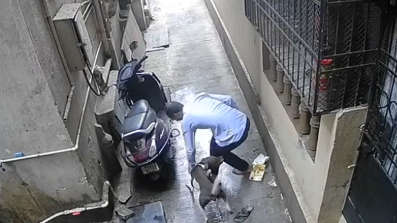 या सीसीटीव्हीत एक व्यक्ती रस्त्यातून जात येतो. त्यावेळी एक भटका कुत्रा त्याच्या अंगावर धावून जातो. तो व्यक्ती पळ काढत असतानाच इतर कुत्रेही त्या ठिकाणी पाहायला मिळत आहे. कुत्रा रस्त्याने जाणाऱ्या नागरिकांवर अचानक हल्ला करत असल्याचे पाहायला मिळत होते.