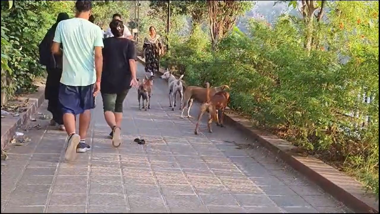 आरोग्य अधिकारी डॉ. दीपा शुक्ला यांनी दिलेल्या माहितीनुसार, कल्याण-डोंबिवली महापालिकेच्या रुग्णालयात एकाच दिवसात 67 नागरिक कुत्र्याच्या चाव्यामुळे जखमी अवस्थेत उपचारासाठी दाखल झाले होते. या मोठ्या संख्येमुळे आरोग्य यंत्रणेवर ताण आला आहे. तसेच, भटक्या कुत्र्यांच्या समस्येची गंभीरता या आकडेवारीवरून स्पष्ट होत आहे.