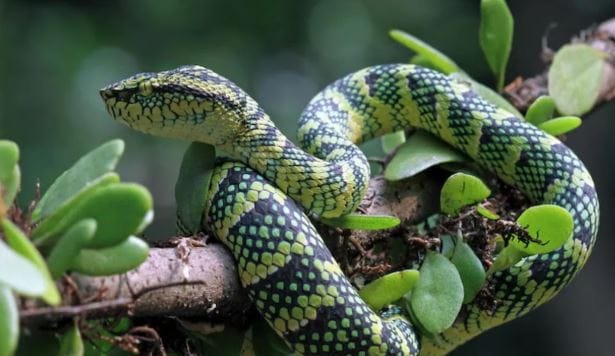 डोंबिवलीमध्ये साप मुळे एका साडेचार वर्षांच्या चिमुकलीचा उपचारादरम्यान मृत्यू झाला. धक्कादायक म्हणजे, रुग्णालयात योग्य उपचार आणि पर्यायी व्यवस्था उपलब्ध नसल्याने मुलीचा जीव गेला, असा गंभीर आणि संतापजनक आरोप तिच्या कुटुंबीयांनी केला आहे.