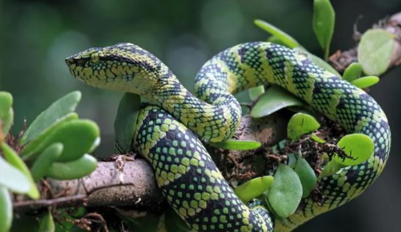 डोंबिवलीमध्ये साप मुळे एका साडेचार वर्षांच्या चिमुकलीचा उपचारादरम्यान मृत्यू झाला. धक्कादायक म्हणजे, रुग्णालयात योग्य उपचार आणि पर्यायी व्यवस्था उपलब्ध नसल्याने मुलीचा जीव गेला, असा गंभीर आणि संतापजनक आरोप तिच्या कुटुंबीयांनी केला आहे.