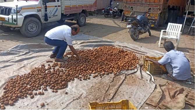कमालच झाली, नकली बटाटे सापडले, गेरुची माती आणि केमिकल्सपासून बनवत होते,दोन ट्रक जप्त