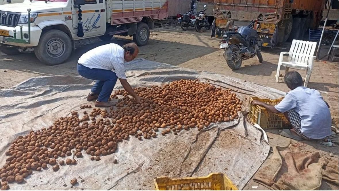 कमालच झाली, नकली बटाटे सापडले, गेरुची माती आणि केमिकल्सपासून बनवत होते,दोन ट्रक जप्त