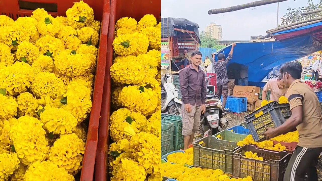 एकीकडे पाऊस, दुसरीकडे कवडीमोल भाव, झेंडूच्या फुलांनी शेतकऱ्यांच्या डोळ्यात आणलं पाणी