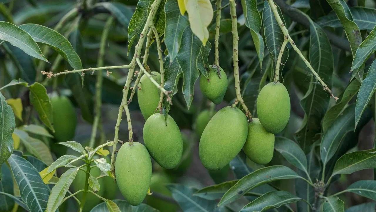 आज आम्ही तुम्हाला अत्यंत महत्नाची आणि मोठी माहिती सांगणार आहोत. कधीची बाजारात फळ खरेदी करण्यासाठी गेल्यावर पिकलेली फळे अजिबात खरेदी करू नका.