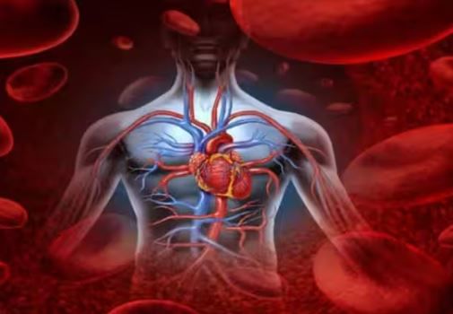 तुमचा एखादा हात सतत दुखत असेल तर रक्तवाहिन्यांमध्ये अडथळा निर्माण झाल्याचा हा संकेत असून शकतो. हाताला होणार हात्र कधीकधी असह्यही होऊ शकतो. अशी काही लक्षणं दिसून आली तर लगेच डॉक्टरांकडे जावे.