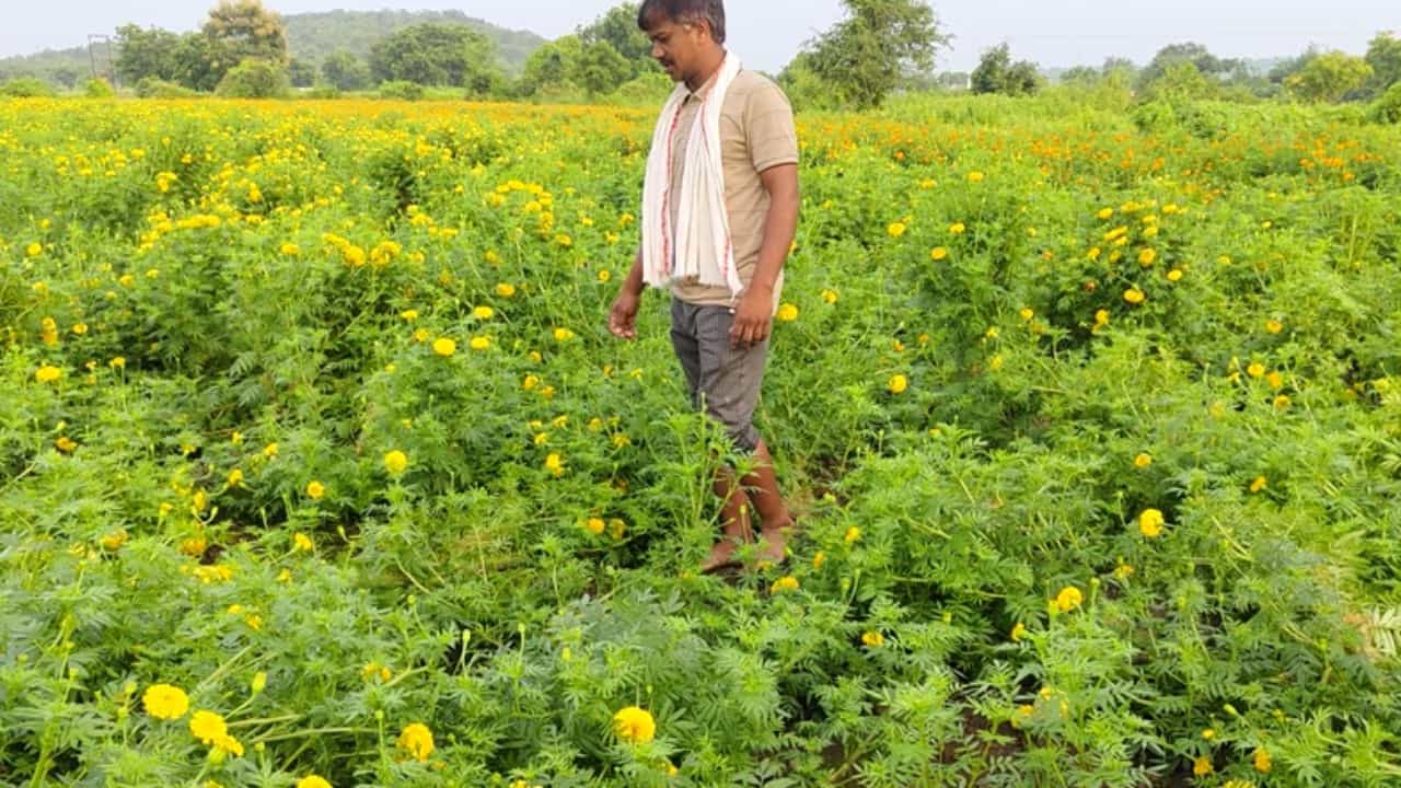 आता कर्ज कसं भरायचं? कर्ज भरण्यासाठी गांजा लावायचा का?; शेतकऱ्याच्या उरात धडधड अन् डोळ्यात आक्रोश