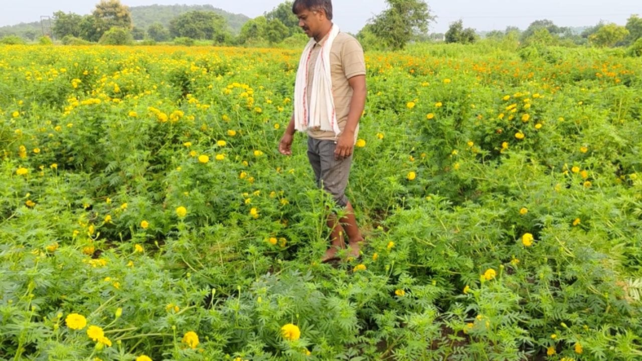 आता कर्ज कसं भरायचं? कर्ज भरण्यासाठी गांजा लावायचा का?; शेतकऱ्याच्या उरात धडधड अन् डोळ्यात आक्रोश आता कर्ज कसं भरायचं? कर्ज भरण्यासाठी गांजा लावायचा का?; शेतकऱ्याच्या उरात धडधड अन् डोळ्यात आक्रोश