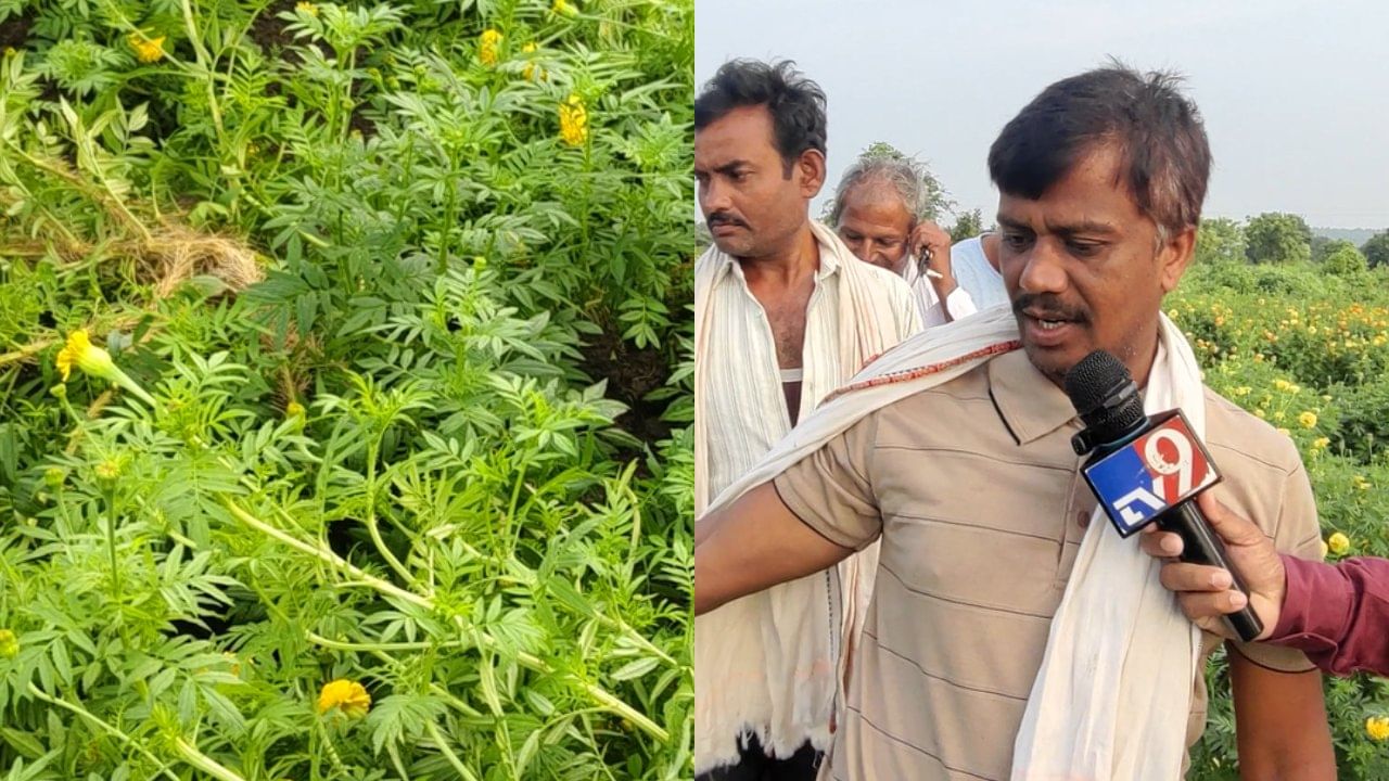 आता गांजा लावून कर्ज फेडावं का? अतिवृष्टीने फुलशेती उद्ध्वस्त झालेल्या शेतकऱ्याचा सवाल आता गांजा लावून कर्ज फेडावं का? अतिवृष्टीने फुलशेती उद्ध्वस्त झालेल्या शेतकऱ्याचा सवाल