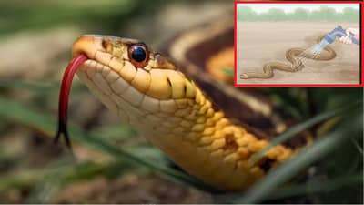 घरात साप निघाला तर घाबरू नका, ही एक गोष्ट त्याच्यावर शिंपडा साप घरातून निघून जाईल