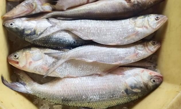 बांगलादेशमध्ये जेव्हापासून सत्ताबदल झालेला आहे, तेव्हापासून त्या देशाची पाकिस्तानसोतबची जवळीक वाढली आहे. तर दुसरीकडे बांगलादेश आणि भारत यांच्यात मात्र काहीसा दुरावा निर्माण झालेला आहे. असे असतानाच आता बांगलादेशातील एक मासा भारत-बांगलादेश यांच्यात जवळीक निर्माण करण्यास मदत करणार का? असे विचारले जात आहे. 