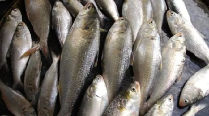 बांगलादेशमधून भारतात हिल्सा माशांचे एकूण 8 ट्रक आले आहेत. या माशांचे एकूण वजन तब्बल 32 टन आहे. भारतातील उत्सव लक्षात घेऊन बांगलादशने भारताला 1200 टन हिल्सा मासे देण्यास मंजुरी दिली होती. 5 ऑक्टोबरपर्यंत हे सर्व मासे भारतात येणार आहेत. 