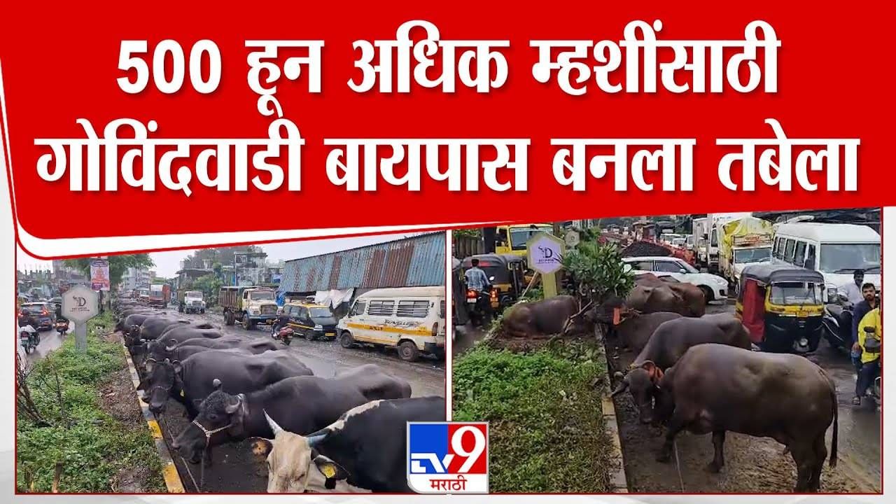 Kalyan Rain : कल्याणमध्ये मुसळधार... खाडीला पूर, तब्येल्यातील म्हशी गोविंदवाडी बायपासवर बांधल्या