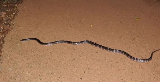 साप हा असा सरपटणारा प्राणी आहे, ज्याला बहुसंख्य लोक घाबरतात. काही सापांनी दंश केल्यावर लगेच माणसाचा मृत्यू होतो. तर काही साप हे बिनविषारी असतात. सध्या मात्र एका सायलेंट किलर सापाची सगळीकडेच चर्चा होत आहे. हा साप रात्री लोकांना दंश करतो. 