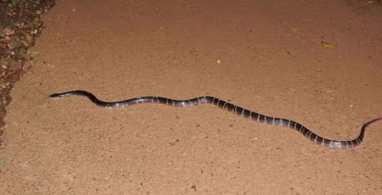 साप हा असा सरपटणारा प्राणी आहे, ज्याला बहुसंख्य लोक घाबरतात. काही सापांनी दंश केल्यावर लगेच माणसाचा मृत्यू होतो. तर काही साप हे बिनविषारी असतात. सध्या मात्र एका सायलेंट किलर सापाची सगळीकडेच चर्चा होत आहे. हा साप रात्री लोकांना दंश करतो. 