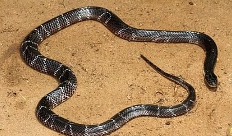 हा साप उत्तरेत आढळत असून या सापाला क्रेट साप असे म्हटले जाते. या सापाचे विष एकदा माणसाच्या अंगात गेले की मृत्यू अटळ असल्याचे मानले जाते. कारण विंध्य प्रदेशात हा साप गेल्या चार महिन्यांत 12 जणांना चावला आहे. विशेष म्हणजे 12 जणांपैकी 10 जणांचा मृत्यू झाला आहे. 