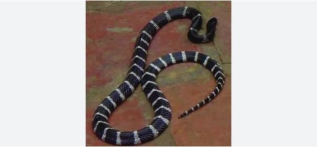 फक्त मेहर क्षेत्रात आतापर्यंत पाच जणांना हा साप चावल्यामुळे प्राण गमवावे लागले आहेत. या सापाला सायलेंट किलर म्हटले जाते. हा साप एवढा विषारी का असतो, याबाबत सर्पमित्र विवेक तिवारी यांनी सांगितेल असून सविस्तर वृत्त न्यूज 18 हिंदीने दिले आहे.  हा साप लोकांना विशेषत: रात्री चावतो.