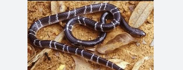 माणूस जेवा झोपेत असतो तेव्हा तो अंथरूणात शिरतो. कधीकधी हा साप झोपलेल्या लोकांच्या अंगावरही चढतो. झोपेत असलेल्या व्यक्तीने कुस बदलताच तो लगेच चावा घेतो. 